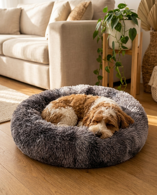 Dog asleep in grey Belveda calming bed in a modern living room